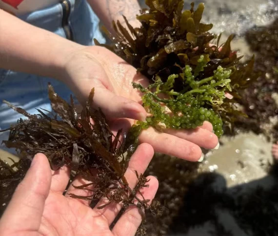 Projeto Embrapii aposta em biodefensivos de macroalgas,  microrganismos marinhos e óleos essenciais para substituir agrotóxicos